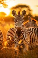 rebanho do zebras pastar dentro Alto Relva durante uma verão pôr do sol uma animais selvagens cena dentro natureza foto