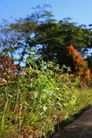 fechar-se foto do plantas