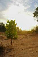 panorama imagens, verde natureza, árvores foto