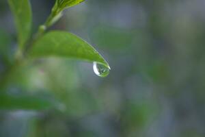 pequeno chuva gotas em uma verde folha em uma Prado em uma verão dia foto