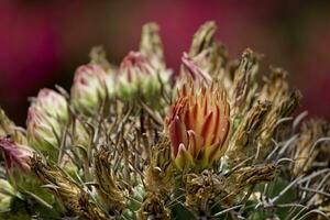 espinhoso cacto com delicado flor dentro fechar-se crescendo dentro uma natural meio Ambiente foto