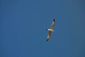 branco gaivota pássaro dentro voar contra a pano de fundo do uma azul sem nuvens céu foto