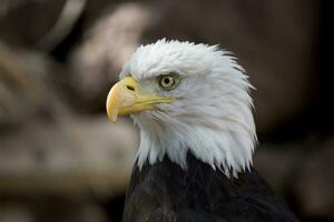 uma retrato do uma pássaro do presa americano Águia em uma neutro bege fundo foto