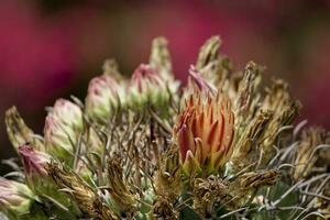 espinhoso cacto com delicado flor dentro fechar-se crescendo dentro uma natural meio Ambiente foto