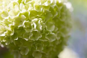 delicado branco flor do viburnum dentro uma fechar-se dentro uma natural meio Ambiente em uma árvore foto