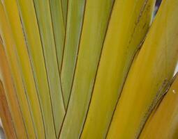 verde Palma folha formando a interessante original natural fundo foto