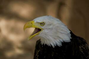 uma retrato do uma pássaro do presa americano Águia em uma neutro bege fundo foto