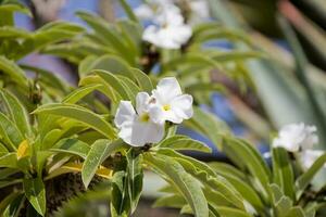 pequeno branco exótico flor em uma verde fundo com folhas dentro a jardim foto