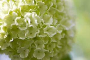 delicado branco flor do viburnum dentro uma fechar-se dentro uma natural meio Ambiente em uma árvore foto