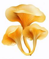 chanterelle cogumelos isolado foto