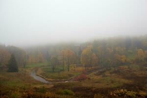 a névoa é chegando em floresta. foto