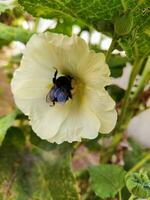 amarelo flor com grande bumble abelha dentro do isto colecionar pólen foto