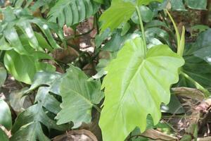 rhaphidophora folha plantar em Fazenda foto