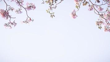 linda flor rosa parece com flor de sakura ou flor de cerejeira com fundo de bela natureza. flor de árvore de flor de primavera. o romântico de árvores de flores rosa para o dia dos namorados ou fundo do casamento