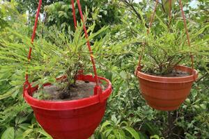 phyllanthus myrtifolius árvore plantar em Fazenda foto