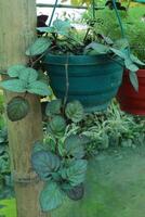 episcia cupreata folha plantar em suspensão Panela foto