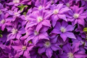 florescendo clematis dentro a jardim. foto