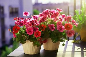 floração em vaso plantas foto