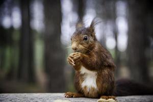 alimentando um esquilo foto