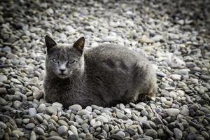 gato cinza na rua