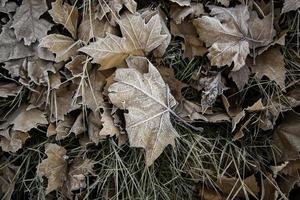 folhas congeladas no inverno foto