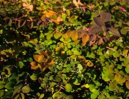 vista de perto de folhas de cores diferentes foto