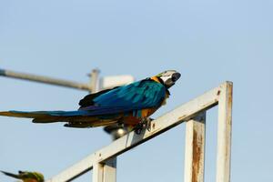 fechar acima do colorida escarlate azul e ouro arara papagaio animal poleiro em poleiro ramo com azul Claro céu fundo foto