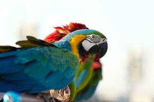 fechar acima do colorida escarlate arara papagaio animal poleiro em poleiro ramo com azul Claro céu fundo foto