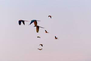 colorida escarlate amarelo verde arara papagaio e Sol conure vôo com grupo dentro brilhante azul céu fundo foto