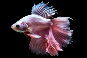 uma roxa betta peixe isolado em Preto fundo. generativo ai foto
