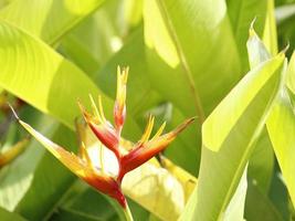 decoração para jardins tropicais com flores naturais foto