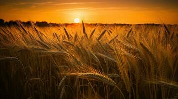lindo pôr do sol trigo dourado campo dentro a noite, ai generativo foto