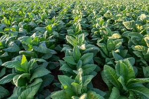 Visão do tabaco grande folha cultivo crescendo dentro tabaco plantação campo. tabaco indústria para agricultura e exportar. foto