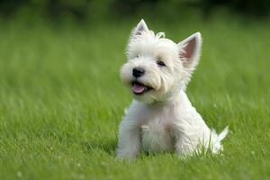 pequeno branco cachorro sentado em uma vibrante verde campo foto