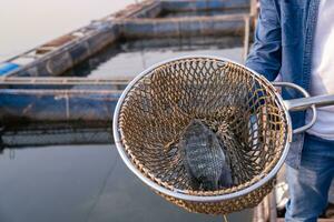 aquicultura agricultores alimentando rio tilápia. peixe alimentação dentro uma mão às peixe Fazenda dentro a mekong rio. comercial aquicultura. foto