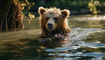 Castanho Urso nada dentro a água em uma ensolarado verão dia. foto