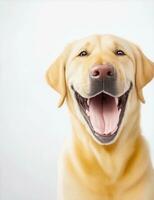 alegre feliz cachorro sorridente bege labrador, branco fundo ilustração foto