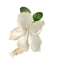 uma plantar com branco flores e verde folhas do China rosa, havaiano hibisco, folha, plantar, eco, natureza, árvore filial, isolado, fechar acima, fundo, natural, árvore, fresco, jardim, primavera, verão, foto