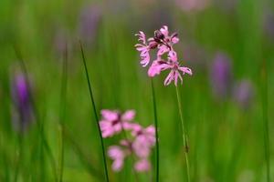 ragged robin jersey, reino unido, pântano, flores silvestres, primavera foto