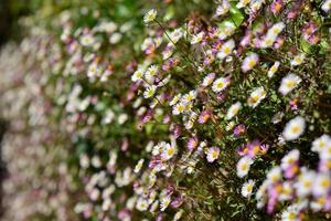 Tapete de jersey de margaridas selvagens no Reino Unido de flores primaveris crescendo de uma parede foto