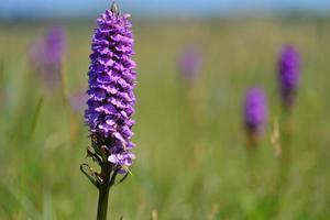 Southern Marsh Orchid jersey flores silvestres da primavera no reino unido foto