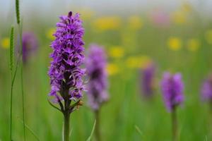 Southern Marsh Orchid jersey flores silvestres da primavera no reino unido foto