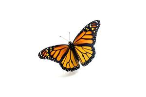 uma lindo monarca borboleta isolado em branco fundo. borboleta. generativo ai foto