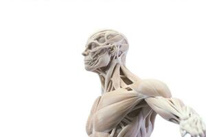 músculos anatomia sistema isolado em branco fundo , generativo ai. foto