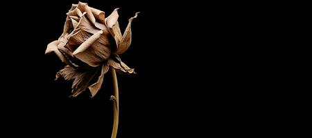 seco lótus flor isolado em uma Preto cópia de espaço. ai gerado foto