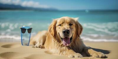 dourado retriever cachorro é em verão período de férias às beira-mar recorrer e relaxante descansar em verão de praia do Havaí. ai generativo foto