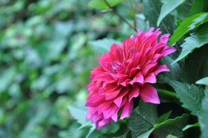 Rosa margarida crisântemo flores, borrado crisântemo flor jardim fundo, suave e seletivo foco, Rosa flor papel de parede conceito. foto