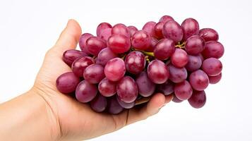 uma mão segurando uma grupo do maduro uvas simbolizando a pico estação do vinho colheita isolado em uma branco fundo foto