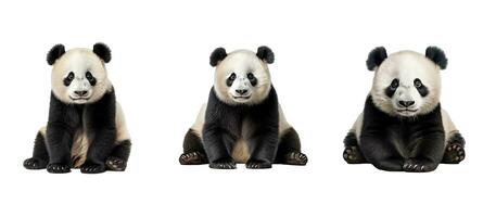 Urso panda animal foto