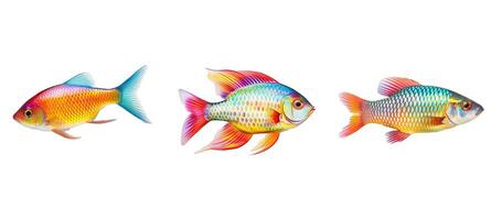embaixo da agua peixe arco-íris animal foto